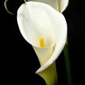 Meet your Posher, Balance